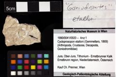 Foto (Objket + Etiketten) von Cycloprosopon etalloni (Gemmellaro, 1869) 